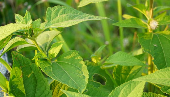 AG8亚洲国际游戏集团_首页官网